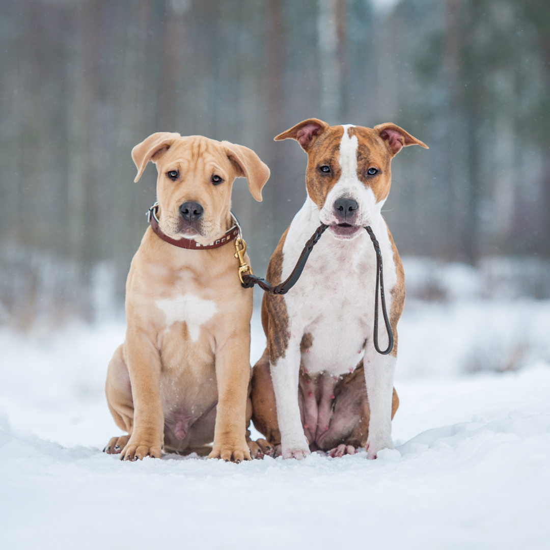 Leash training a puppy 101