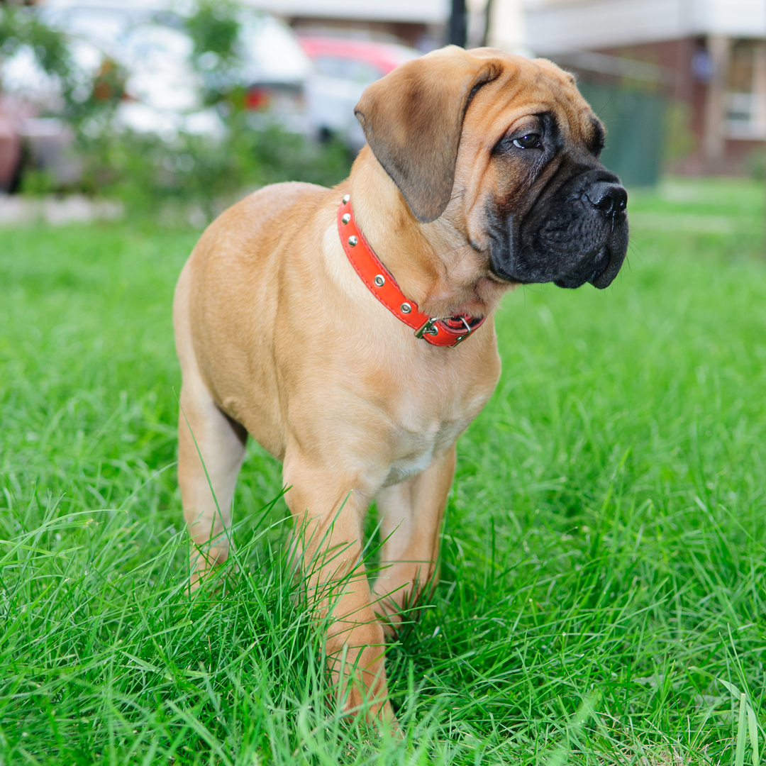 Bullmastiff Shedding A Lot