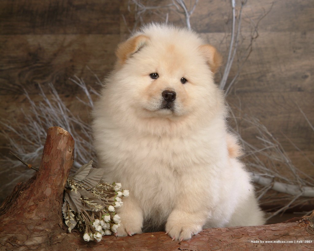 puffy chow chow