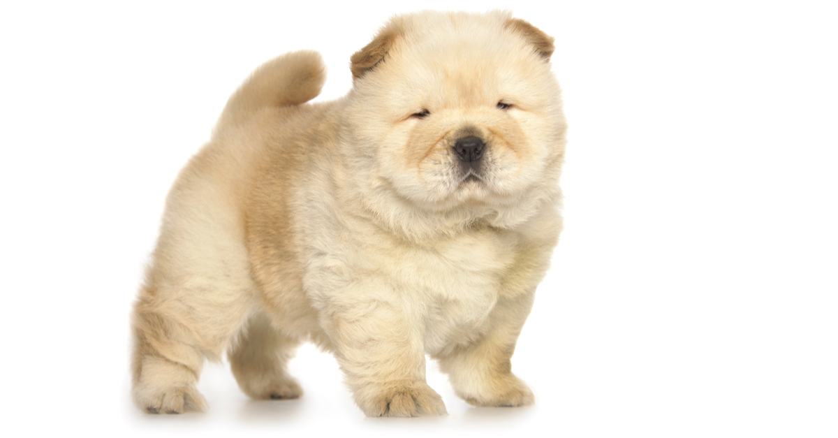 mini chow puppies