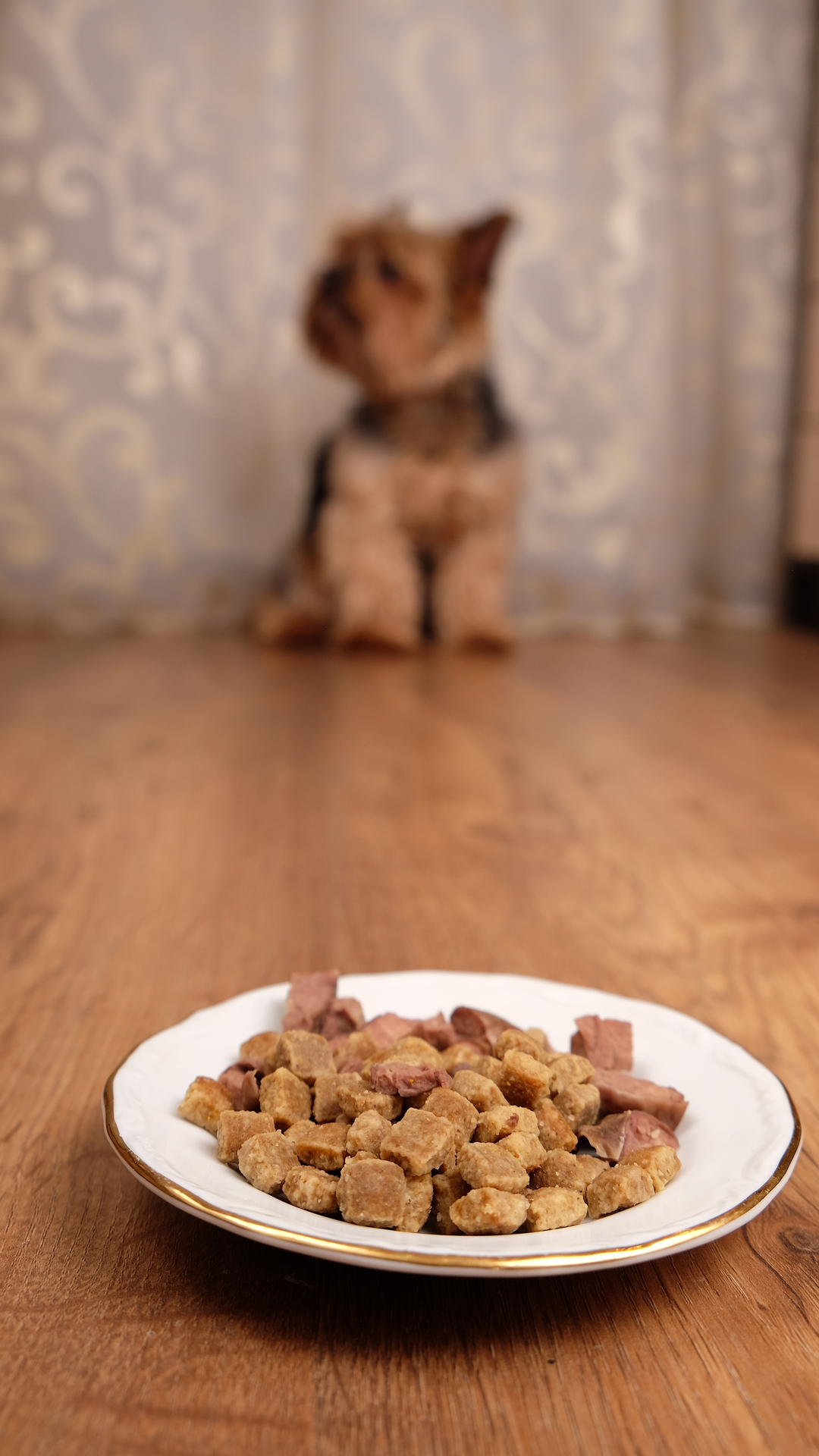 Puppy Not Eating and Why You Should Worry