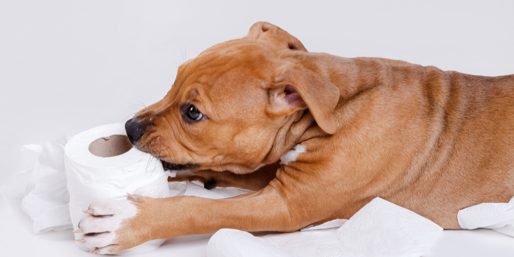 Destructive Puppy Teething Symptoms