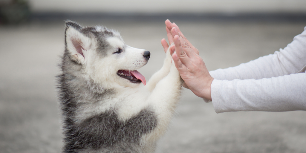 High-fives to a GREAT puppy care journey!