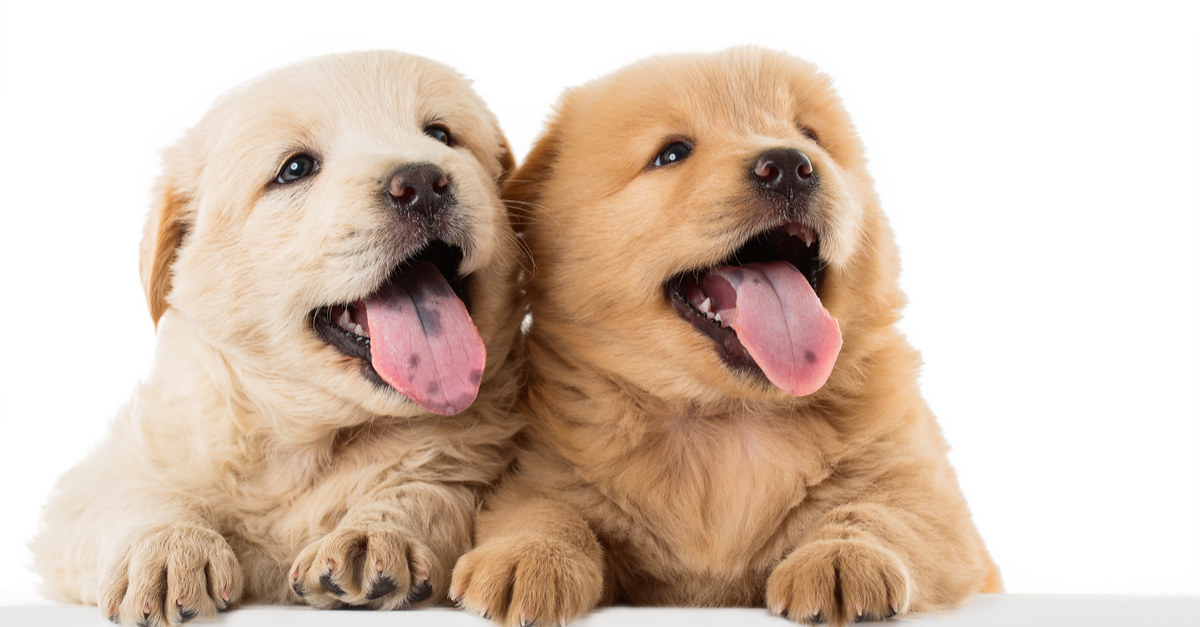 Mini chow chow puppies...puppyhood and beyond.