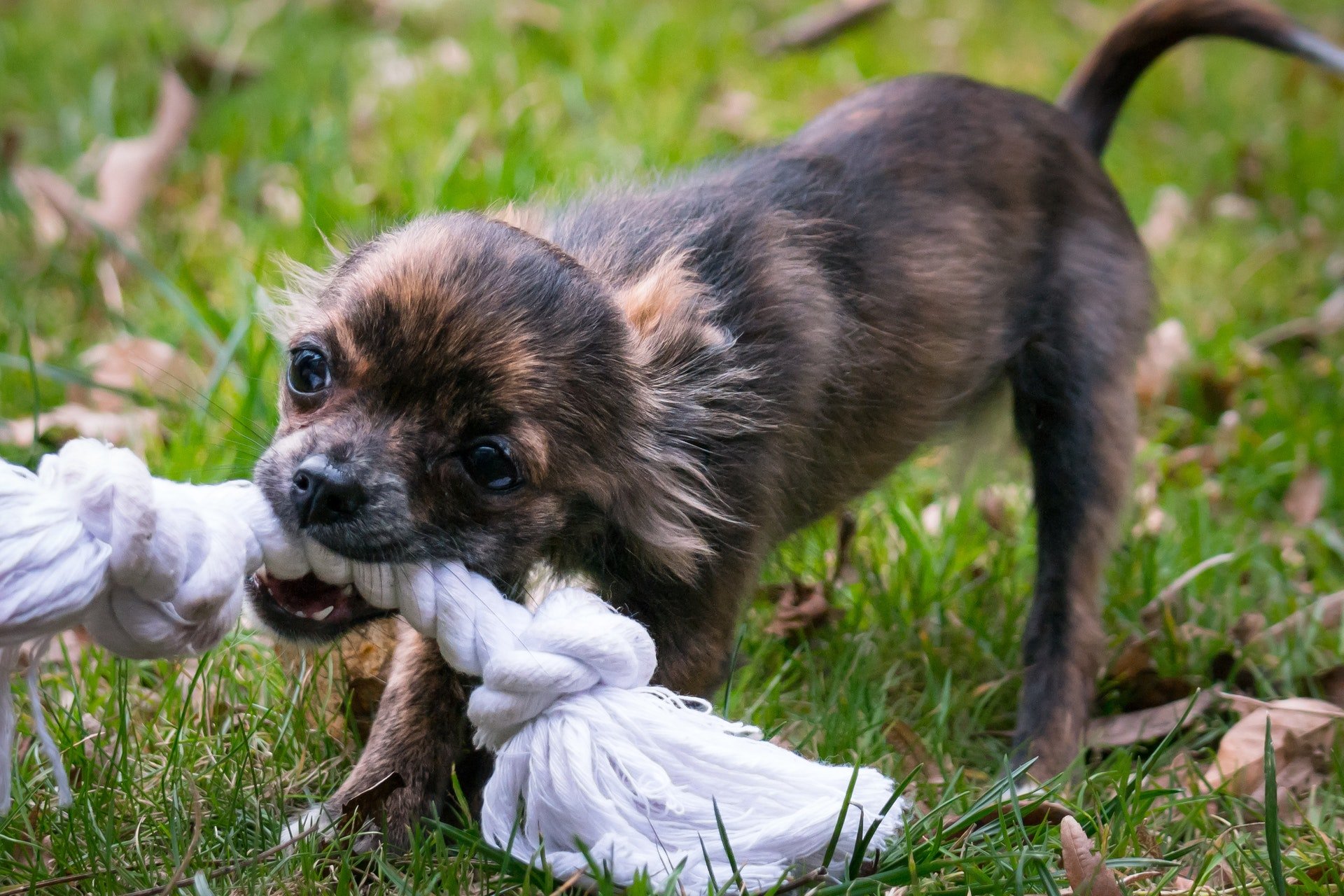 Playing with your puppy is a good way to drain her pent-up energy!